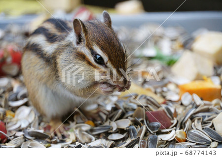 町田リス園 町田リス園 68774143