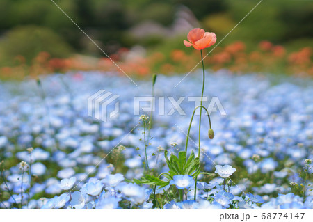 ネモフィラ 68774147