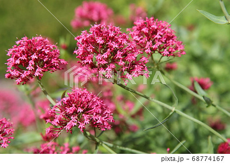 ベニカノコソウ セントランサスの赤い花の写真素材