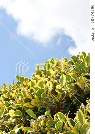 艶やかな斑入りの葉が綺麗なキンマサキ 68774296