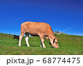 四国カルスト　姫鶴平の牧場でくつろぐ牛 68774475