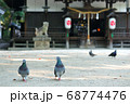 神社の境内を散歩する鳩 68774476