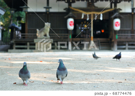 神社の境内を散歩する鳩 68774476