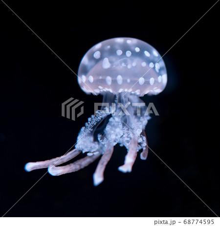 The Purple-striped Jellyfish (Chrysaora colorata) The Purple-striped Jellyfish (Chrysaora colorata) 68774595