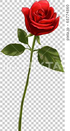 紅玫瑰一輪插畫素材 插圖素材 圖庫