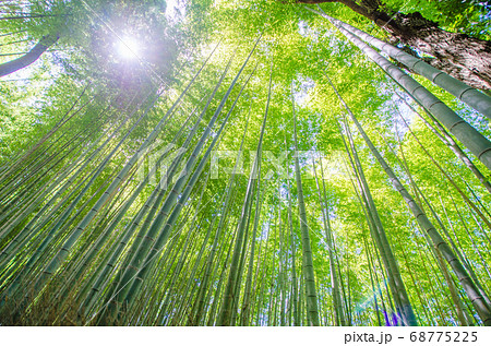 京都 嵐山 盛夏の竹林の小径 京都 嵐山 盛夏の竹林の小径 68775225