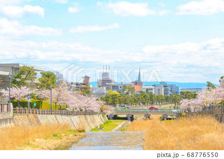 桜並木と芦屋市の街並み 68776550