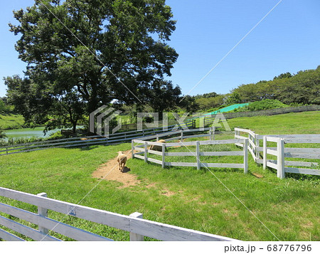 夏の牧場の風景 夏の牧場の風景 68776796