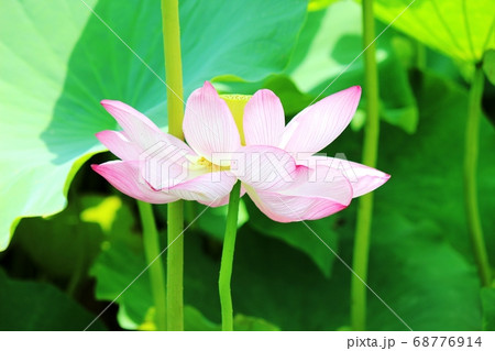 蓮の花 68776914