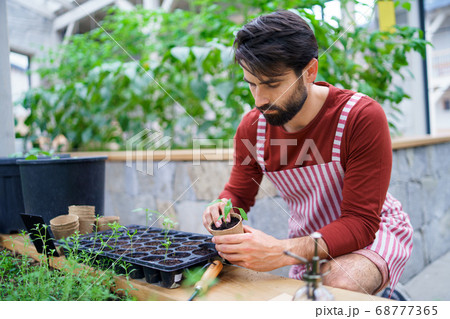 A man gardener working in greenhouse, planting. A man gardener working in greenhouse, planting. 68777365