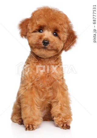 Toy Poodle puppy on white background 68777531