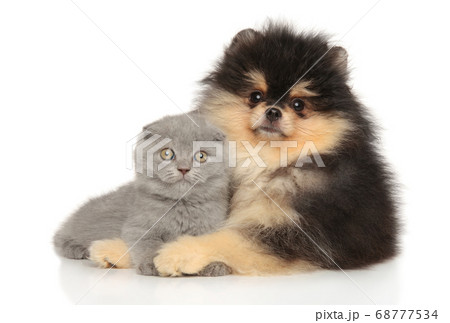 Kitten and puppy together posing lying 68777534