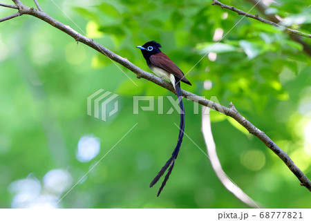 サンコウチョウの雄 68777821