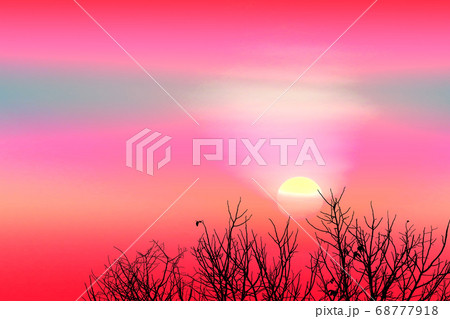 colorful sunset back on silhouette dry tree dark 68777918