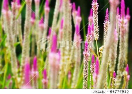 chainese wool flower magenta color blooming in 68777919