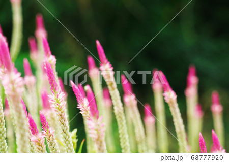 chainese wool flower magenta color blooming in the 68777920