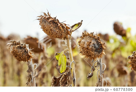 Field of withered sunflowers, natural disaster 68778380
