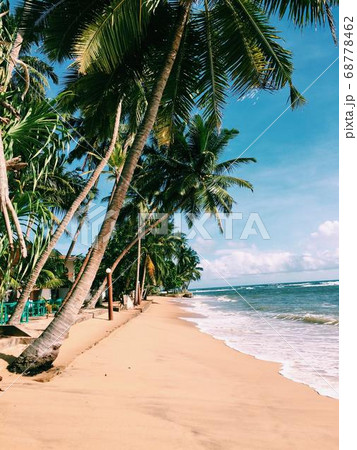 Coconut Day.Coconut Photography.Coconut Tree. 68778462