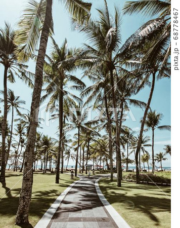 Coconut Day.Coconut Photography.Coconut Tree. 68778467