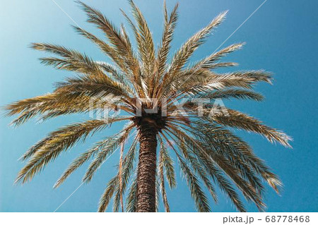 Coconut Day.Coconut Photography.Coconut Tree. Coconut Day.Coconut Photography.Coconut Tree. 68778468