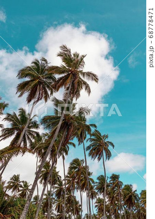 Coconut Day.Coconut Photography.Coconut Tree. Coconut Day.Coconut Photography.Coconut Tree. 68778471