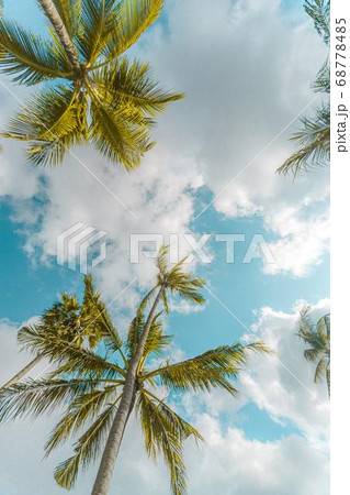 Coconut Day.Coconut Photography.Coconut Tree. Coconut Day.Coconut Photography.Coconut Tree. 68778485