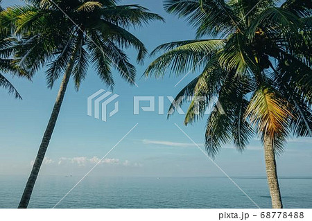 Coconut Day.Coconut Photography.Coconut Tree. 68778488
