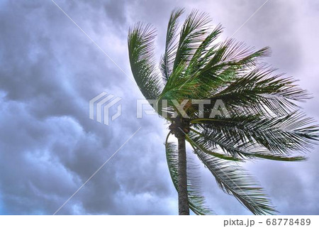 Coconut Day.Coconut Photography.Coconut Tree. 68778489