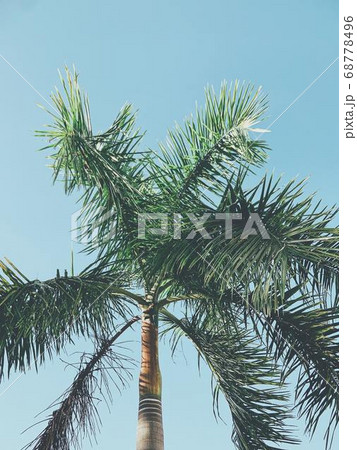 Coconut Day.Coconut Photography.Coconut Tree. Coconut Day.Coconut Photography.Coconut Tree. 68778496