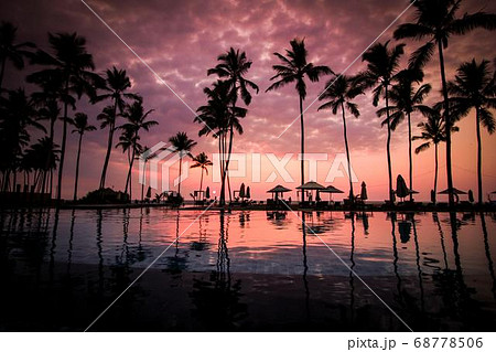 Coconut Day.Coconut Photography.Coconut Tree. 68778506