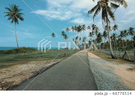 Coconut Day.Coconut Photography.Coconut Tree. 68778514
