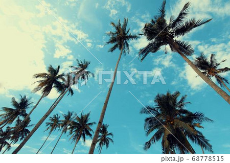 Coconut Day.Coconut Photography.Coconut Tree. 68778515