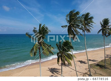 Coconut Day.Coconut Photography.Coconut Tree. 68778516