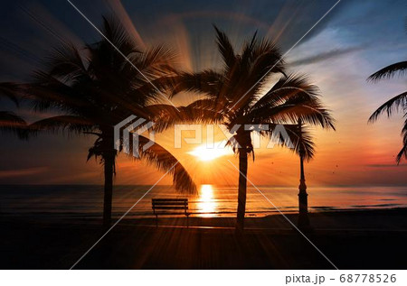 Coconut Day.Coconut Photography.Coconut Tree. 68778526