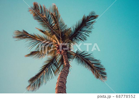 Coconut Day.Coconut Photography.Coconut Tree. 68778552