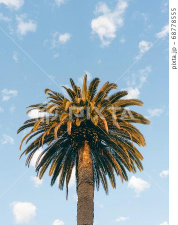 Coconut Day.Coconut Photography.Coconut Tree. 68778555