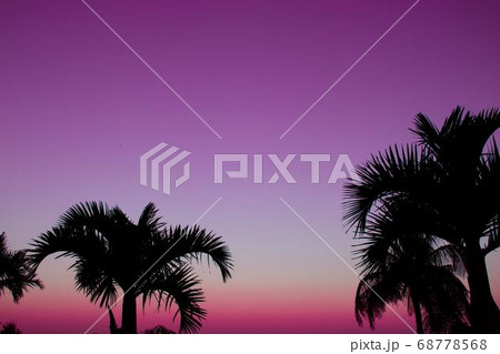 Coconut Day.Coconut Photography.Coconut Tree. 68778568