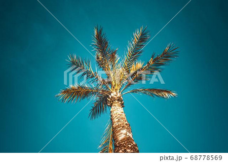 Coconut Day.Coconut Photography.Coconut Tree. 68778569