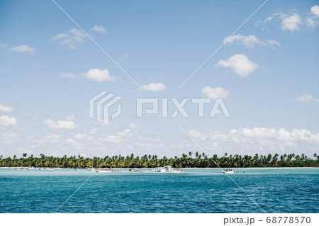 Coconut Day.Coconut Photography.Coconut Tree. 68778570