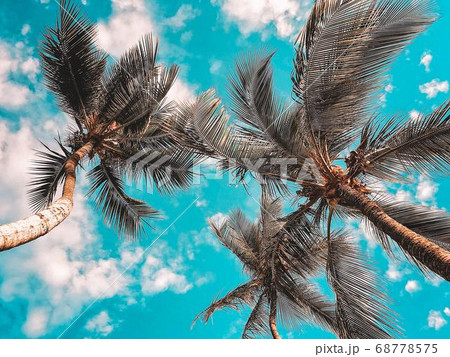 Coconut Day.Coconut Photography.Coconut Tree. 68778575