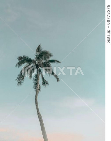 Coconut Day.Coconut Photography.Coconut Tree. Coconut Day.Coconut Photography.Coconut Tree. 68778576