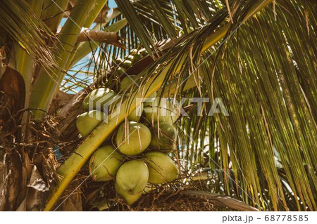 Coconut Day.Coconut Photography.Coconut Tree. 68778585