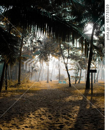 Coconut Day.Coconut Photography.Coconut Tree. 68778589