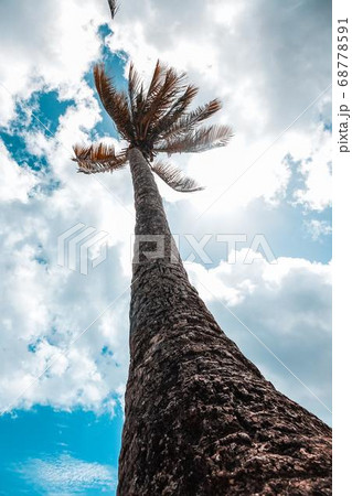 Coconut Day.Coconut Photography.Coconut Tree. 68778591