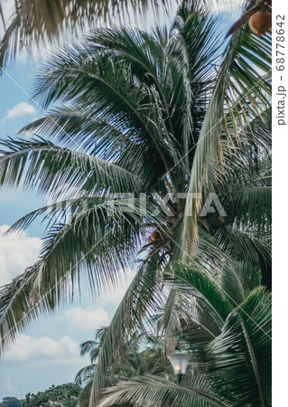 Coconut Day.Coconut Photography.Coconut Tree. 68778642