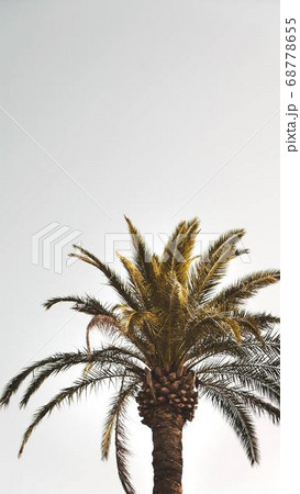 Coconut Day.Coconut Photography.Coconut Tree. 68778655