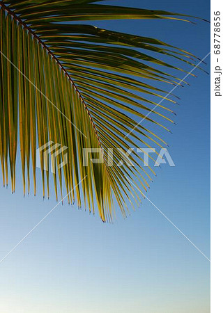 Coconut Day.Coconut Photography.Coconut Tree. 68778656