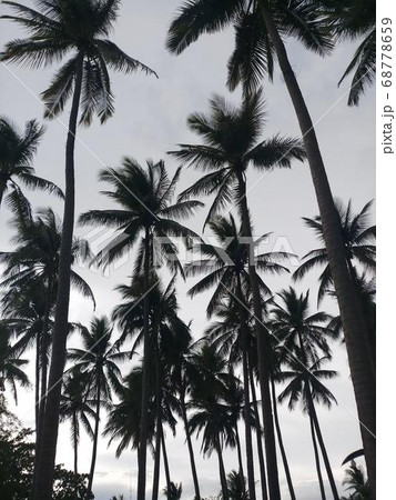 Coconut Day.Coconut Photography.Coconut Tree. Coconut Day.Coconut Photography.Coconut Tree. 68778659