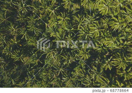 Coconut Day.Coconut Photography.Coconut Tree. 68778664