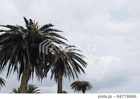 Coconut Day.Coconut Photography.Coconut Tree. 68778666